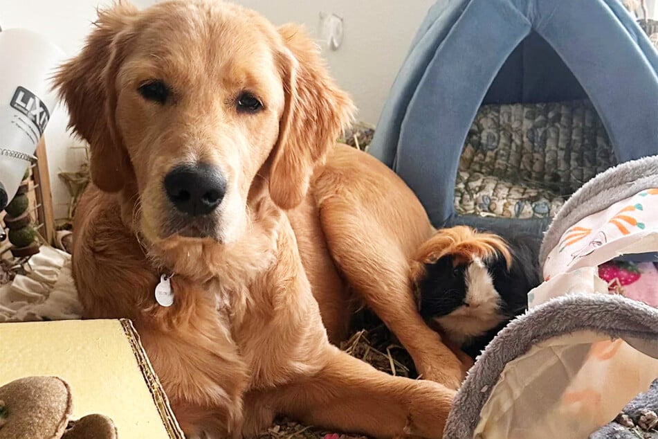 Angst hat Murphy ganz offensichtlich keine.