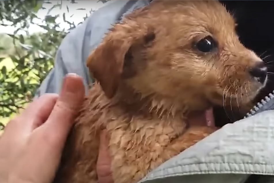 Rescuer takes in two adorable puppies, but he has no idea who he's dealing with!