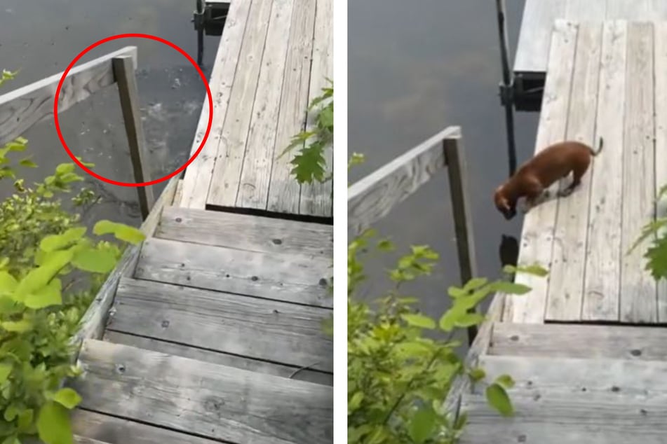 A dachshund named Kiro has gone viral on TikTok for his daring dives into a lake - and subsequent punishment from his owner.