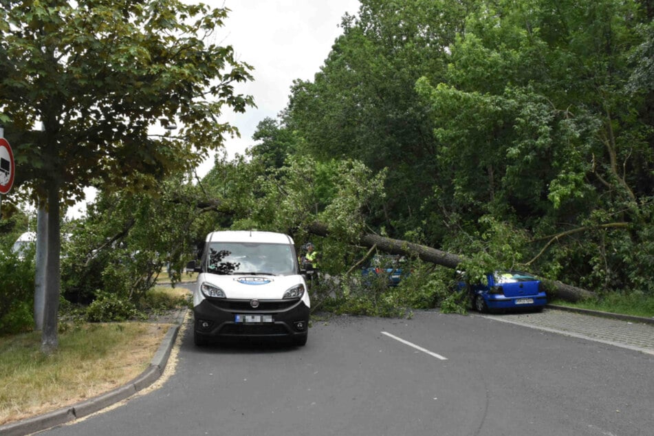 Der Baum erwischte drei verschiedene Fahrzeuge.