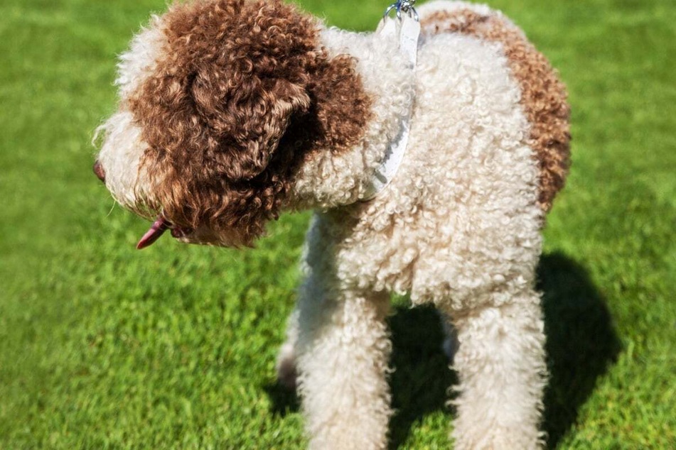 Spanish water dogs are some of the best of their kind.