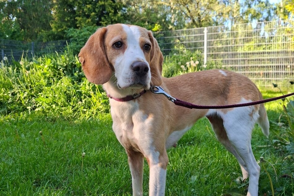 Liesel kann es kaum erwarten, endlich ein Zuhause zu finden.