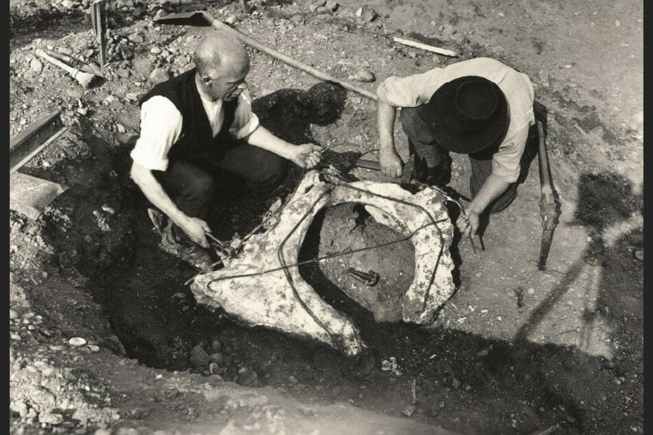 In der Kunathschen Grube (in Prohlis) wurde in den 20er Jahren dieses Mammutbecken gefunden. Der Knochen verschwand - die Grube ist heute ein Teich.