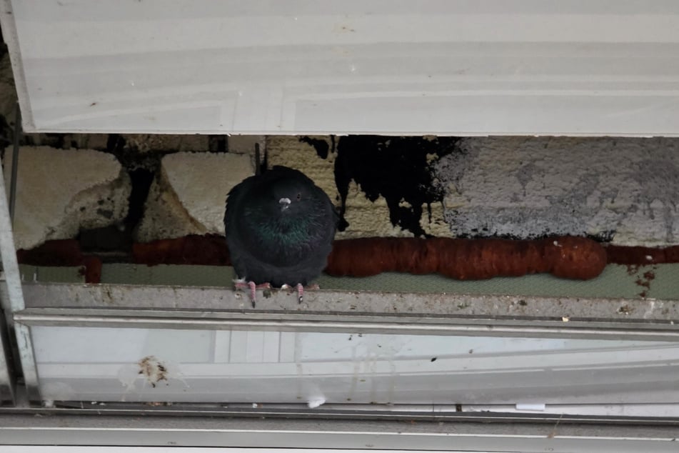 Durch die neue Öffnung passen die Tauben zumindest wieder durch.