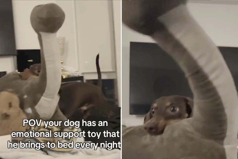 Dinero the Dachshund dog has an adorable bedtime ritual, and it involves a comically oversized dinosaur plush toy by the name of Deeno.