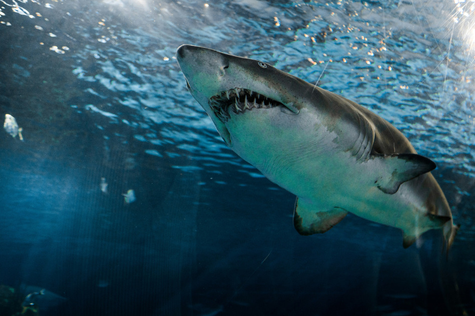 Fatal shark attack numbers up worldwide: "Unnerving"