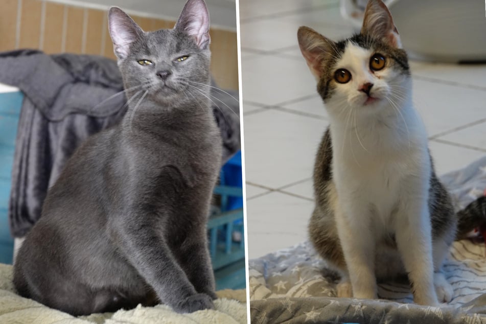 Grig und Lovett sind unzertrennlich: Findet das süße Katzen-Pärchen ein gemeinsames Zuhause?