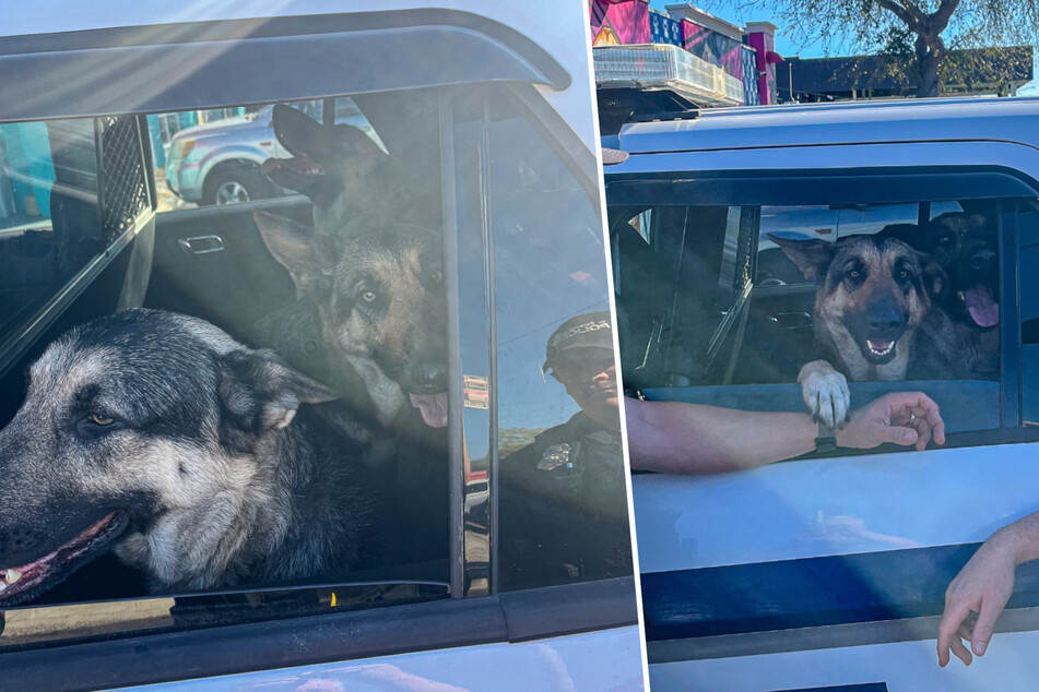 Dogs "steal" stranger's car: "Some dogs will do anything for a car ride!"