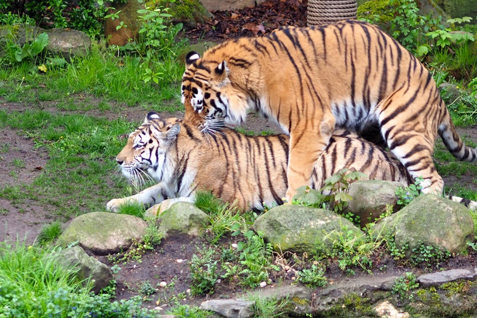 Zoo Leipzig: Als Pfleger das bei den Tigern beobachtet, muss er eingreifen