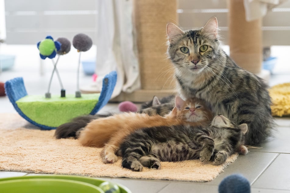 Eine Katze lebt mit ihren Jungen in einem der Katzenzimmer des Berliner Tierheims.