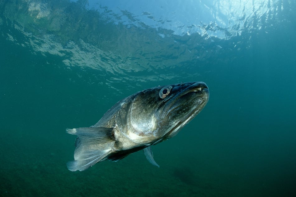 In zahlreichen Gewässern leben in Sachsen verschiedene Fische.
