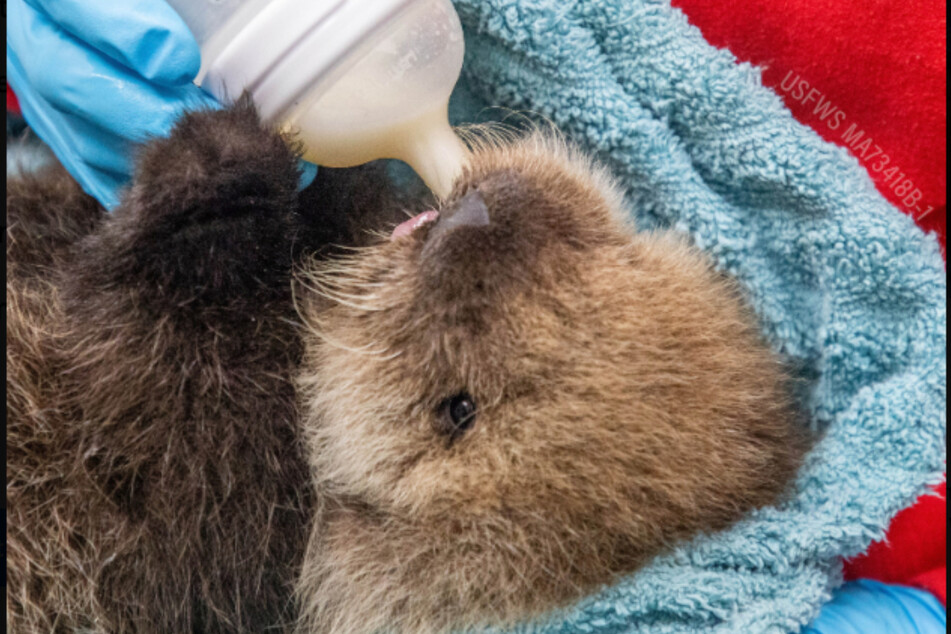 The rescued otter pup needs care around the clock, as he can't even feed himself.