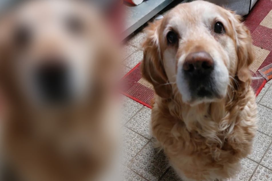 Tierheim mit emotionalem Aufruf: Hunde-Oma Dora soll nicht einsam sterben
