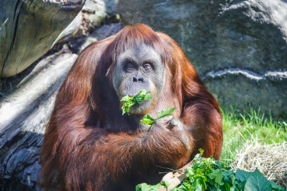 Orang-Utan-Weibchen Djaka feierte vergangenes Jahr ihren 50. Geburtstag (Archivbild).