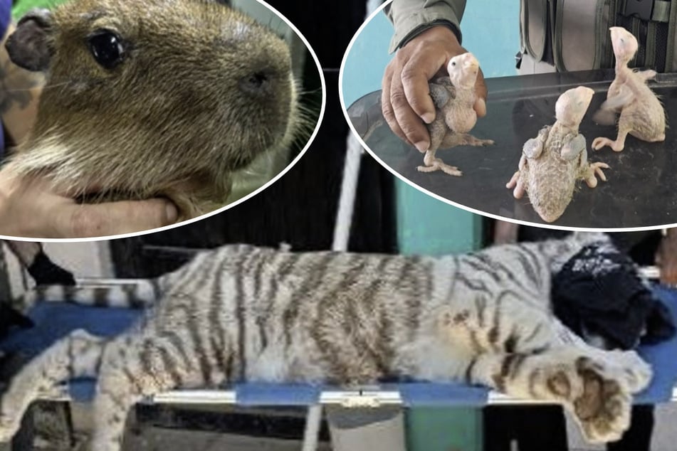 Weißer Tiger und "Kokain der Meere": Interpol-Razzien decken Schreckliches auf