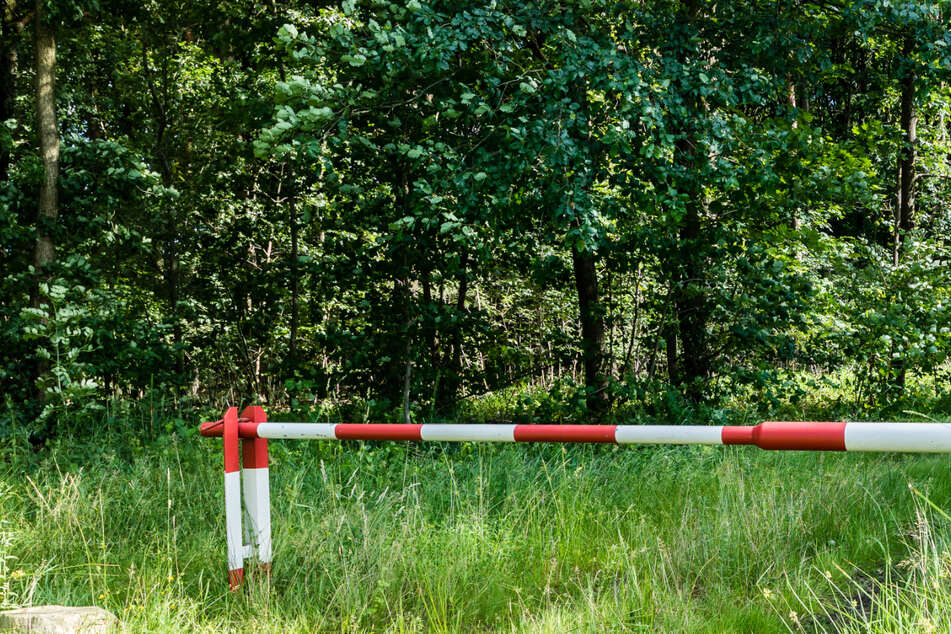 It is unclear how the bodies of the two walkers ended up in the bushes (stock image).