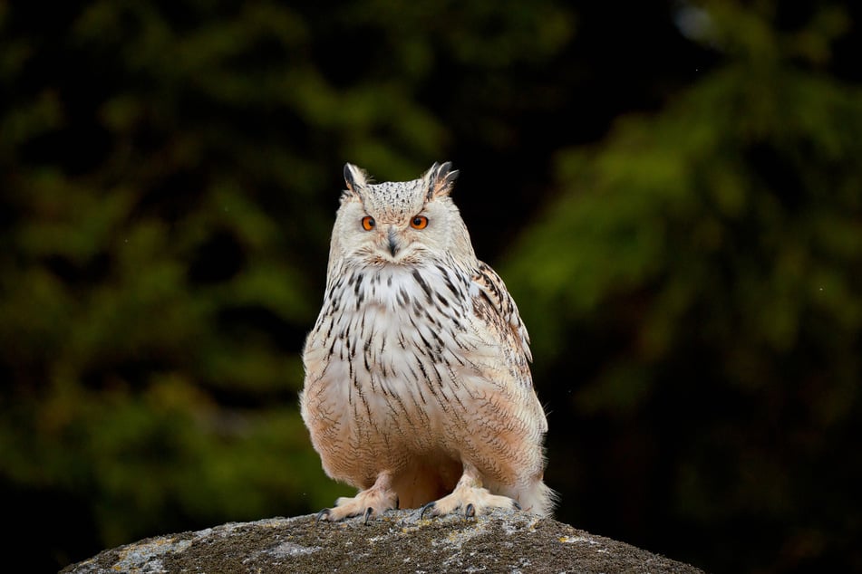 Der Sibirische Uhu unterscheidet sich durch seine helle Färbung vom in Deutschland heimischen Uhu.