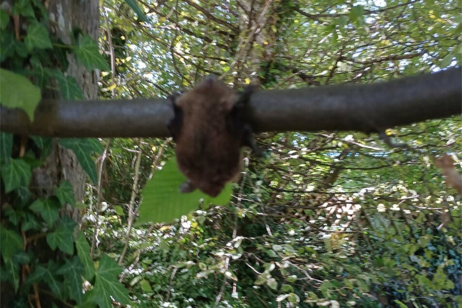 Die kleine Fledermaus wurde in einem Waldstück ausgesetzt.