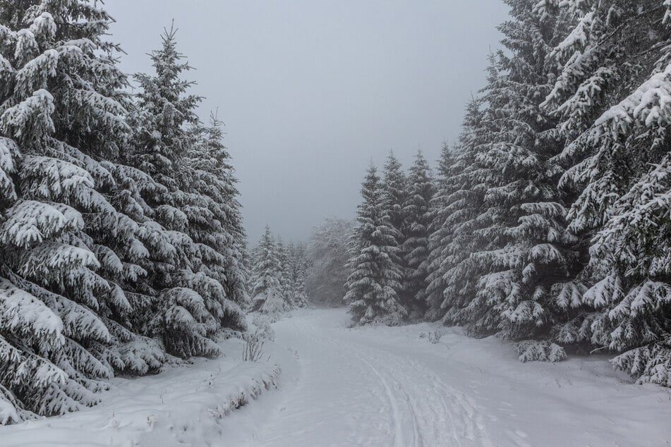 Thüringer Wälder: Warnung vor Wind- und Schneebruch