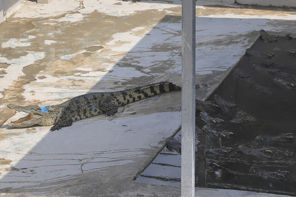 In Kambodscha gibt es viele Reptilien-Farmen, auf denen Krokodile unter nicht artgerechten Bedingungen gezüchtet werden. Das Gehege in Siem Reap bestand überwiegend aus Beton. Ein einziges Becken gab es für die 40 Echsen.