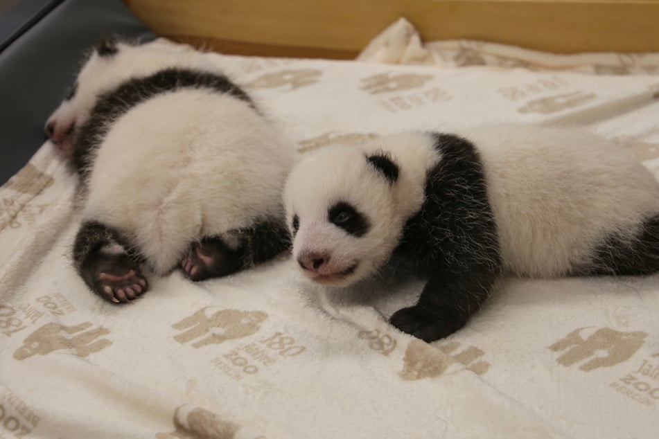 Die Panda-Zwillinge haben sechs Wochen nach der Geburt erstmals die Augen geöffnet.