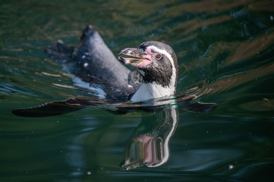 Im Amerika-Tierpark leben Pinguine, die man im Gehege sogar besuchen kann.