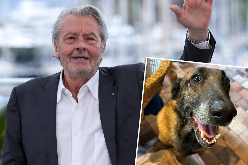 Schicksal von Alain Delons Hund steht fest: Muss (noch lebender) Loubo mit ins Grab?