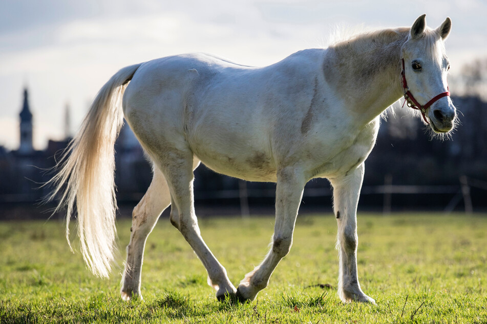 Eine Reitlehrerin entdeckte die Verletzungen, als sie eine Stute von der Weide holen wollte. (Symbolbild)