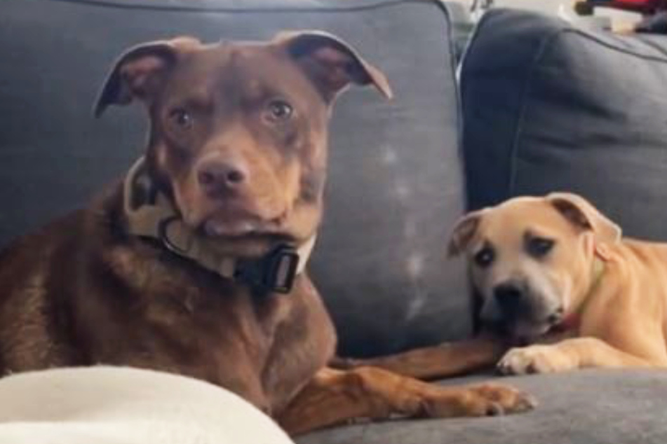 While the family's new foster dog chews on his tail, Winston (l.) gives the pup a stare down of a lifetime on TikTok.