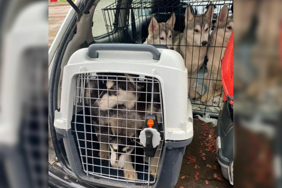 Zwei Huskys sitzen eingepfercht in einer engen Transportbox. Im Hintergrund sitzen drei weitere Tiere dieser Rasse in einem Käfig. (Bildmontage)
