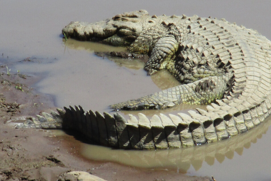 Ein Krokodil wurde in einem hessischen Bach entdeckt. (Symbolbild)