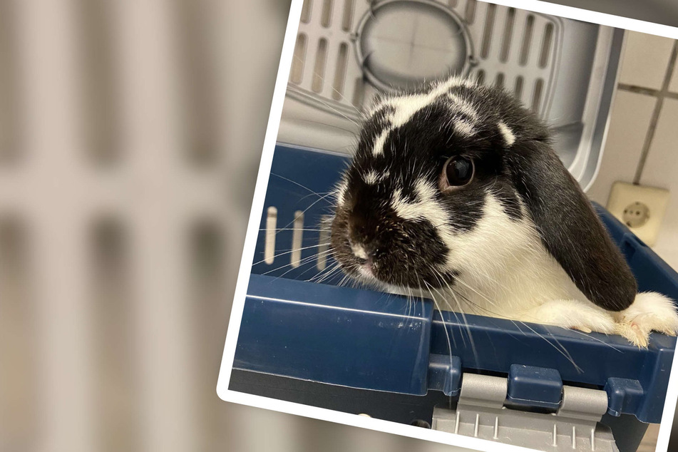 Putziges Kaninchen sucht neues Zuhause: Eine Sache sollten Interessenten wissen