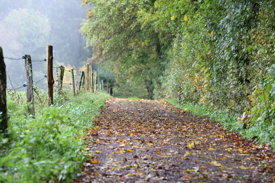 Schaurige Begegnung im Wald: Masken-Mann taucht mit Hand in Hose vor Spaziergängerin auf