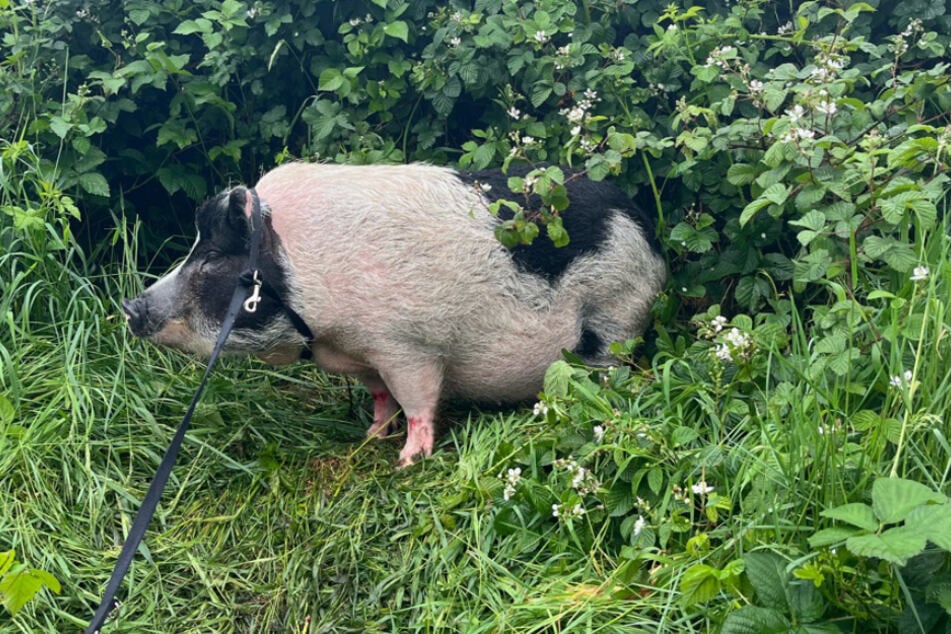 Das Schwein hatte sich nach seinem Sprung eigenständig in eine Böschung gerettet.