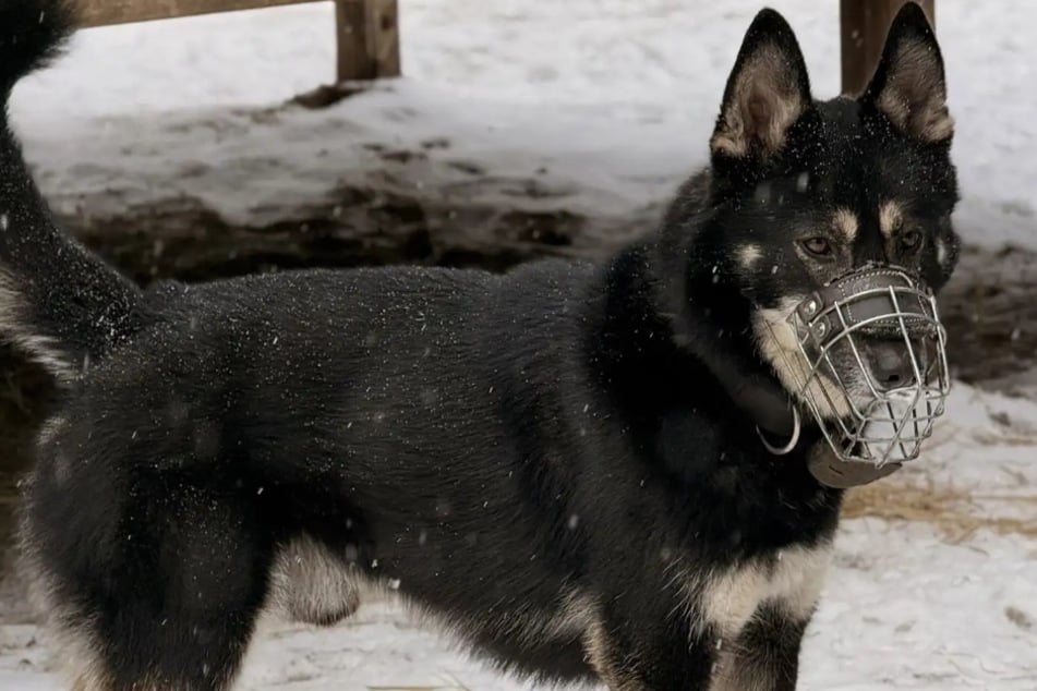 Czworonóg nie jest czystościowy i woli spać na zewnątrz na słomie niż w psim łóżku.