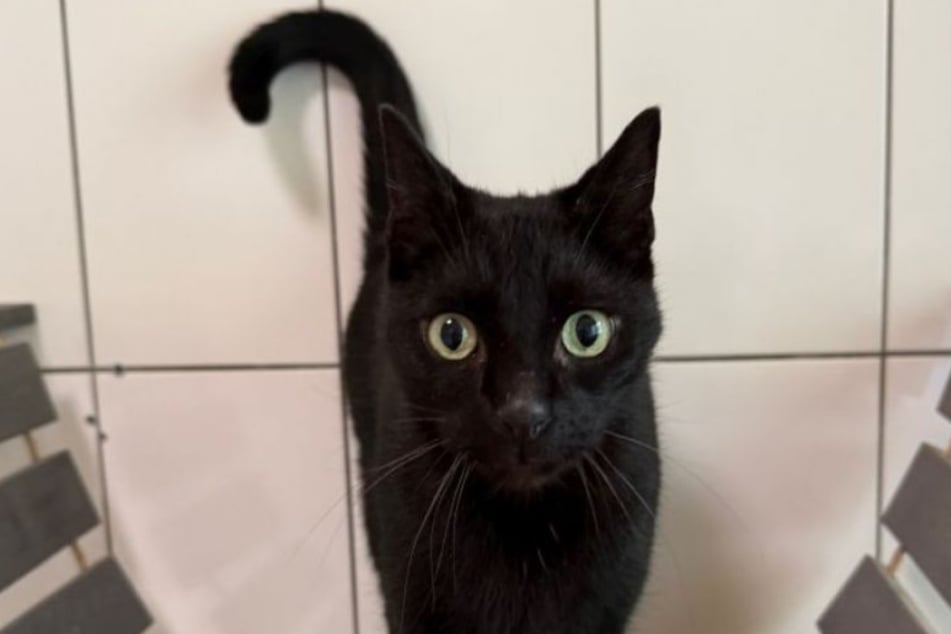Luke schmust gerne und sucht gemeinsam mit Kumpelin Leia ein neues Zuhause.
