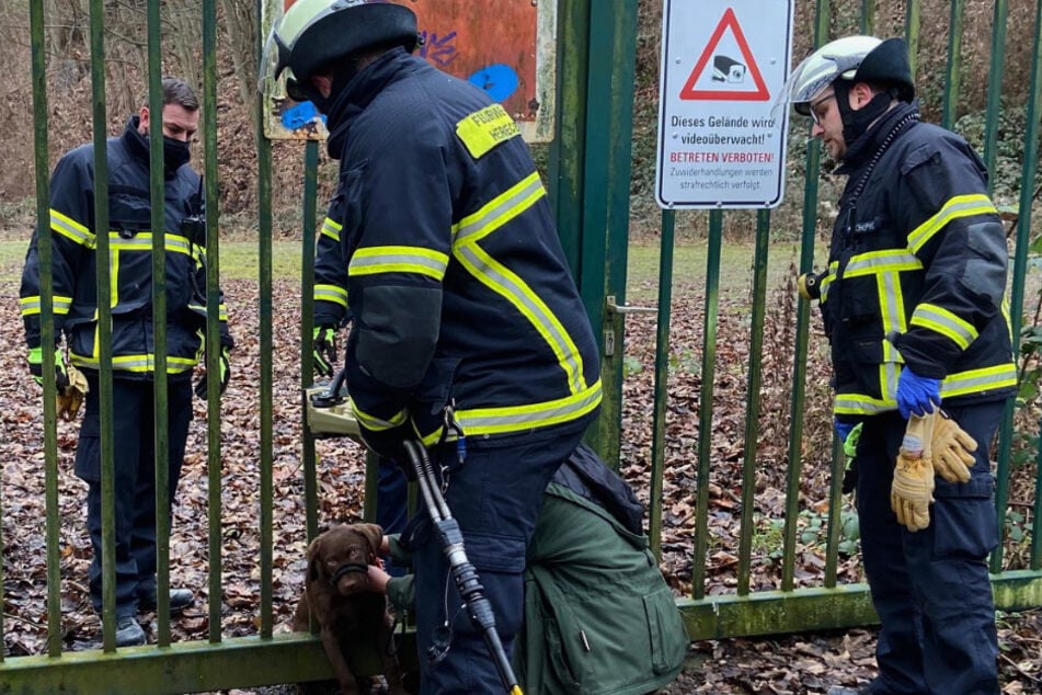 Der Hund überstand alles unverletzt. Auch das Metalltor wurde nicht beschädigt.