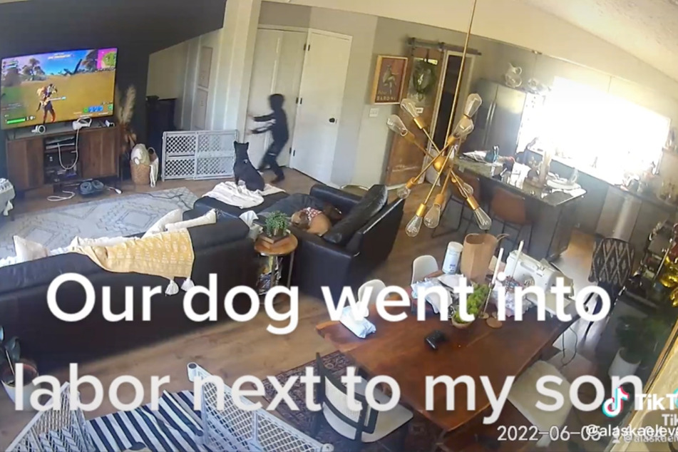 Plötzliche Hunde-Geburt: Das TikTok-Video erklärt, warum der Junge so aufgeregt war.