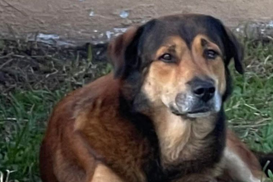 Besitzer lassen Hund bei Umzug zurück: Was der traurige Rüde dann tut, bricht allen das Herz