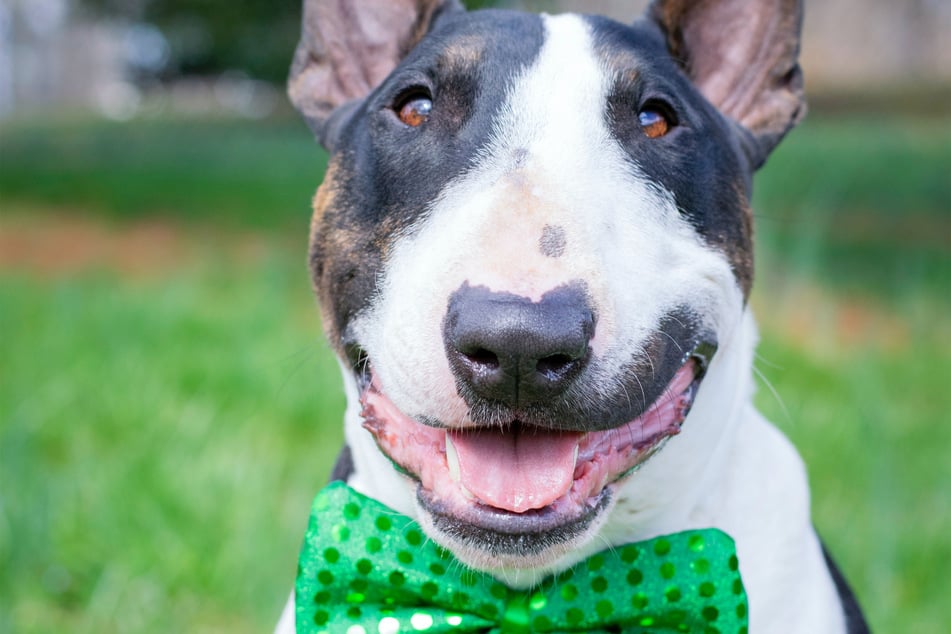 Bull terriers look odd, and a little bit threatening.