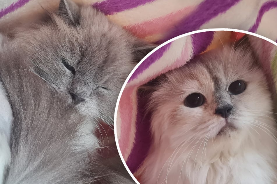 Les chats Birman récupérés : ces douces pattes en velours trouveront-elles leur fin heureuse ?