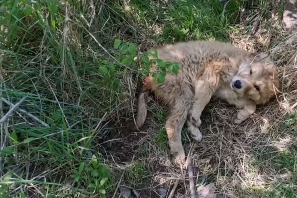 Verstoßener Hund liegt mit gebrochenem Becken im Graben