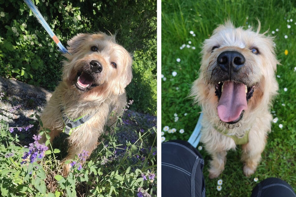 Taavi hat im Tierheim schon einiges dazugelernt und ist auf bestem Wege, ein toller Begleiter zu werden.