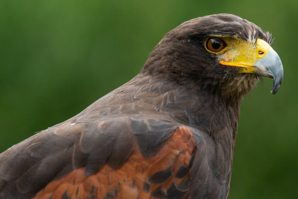 Neun tote Greifvögel gefunden: Wurden die Tiere in Bayern vergiftet?