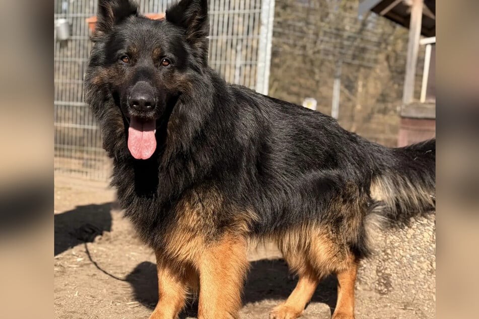 Čtyřnohý je od února 2026 umístěn v hamburském útulku pro zvířata.