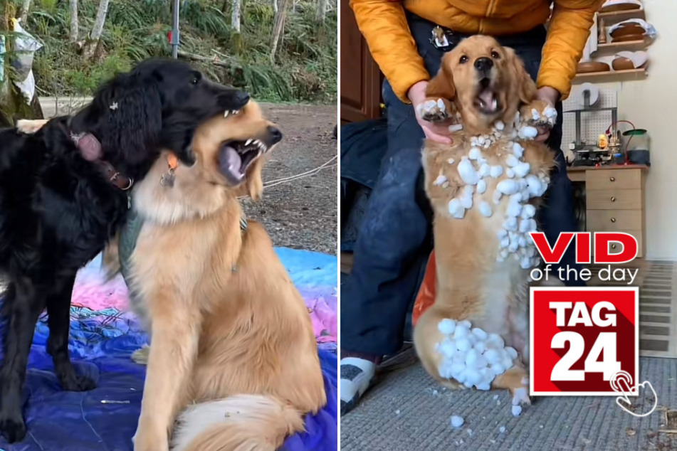 viral videos: Viral Video of the Day for June 18, 2023: Paw-some fails by Pacha the golden retriever
