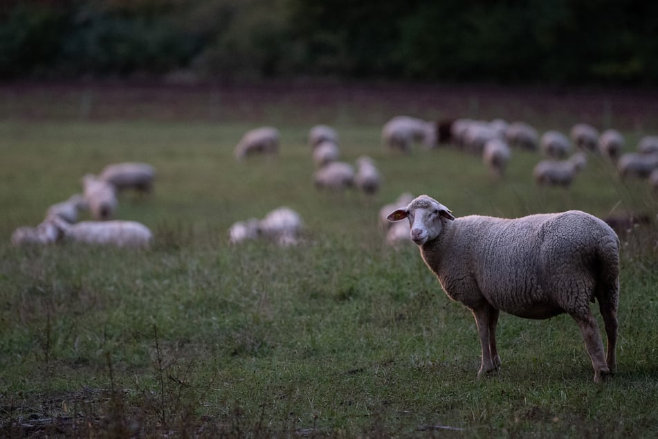 Am Wochenende ist eine Schafherde bei Swisttal im Rhein-Sieg-Kreis von einem Tier angefallen worden. Womöglich handelt es sich um einen Wolfsriss (Symbolbild).
