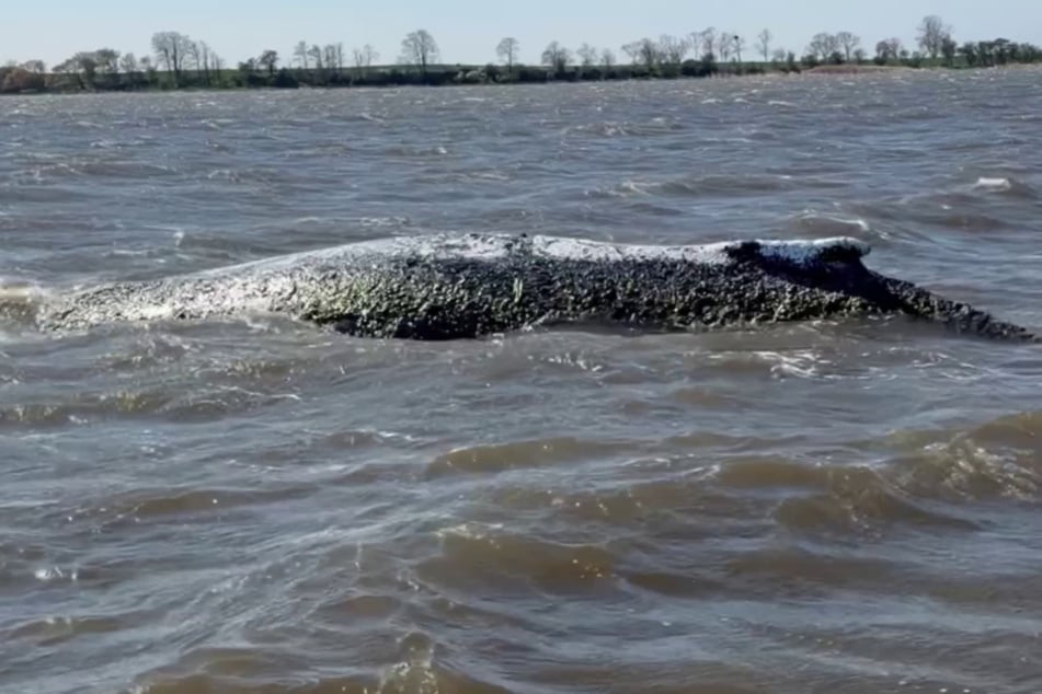 Der Buckelwal hat sich in der Nacht zu Dienstag nicht von der Stelle bewegt.