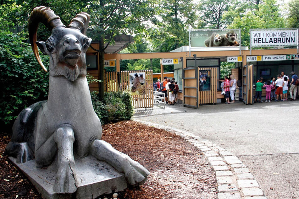 Im Tierpark Hellabrunn wird nach Asslans Tod das Wolfsgehege modernisiert. (Archiv)