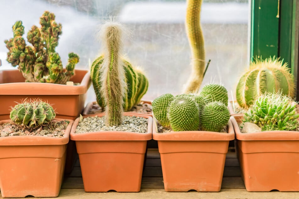 Kakteen gießen: So wässerst Du Deinen Kaktus richtig!